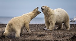 Ove zime će zbog leda biti manje izgladnjelih polarnih medvjeda u ruskim selima
