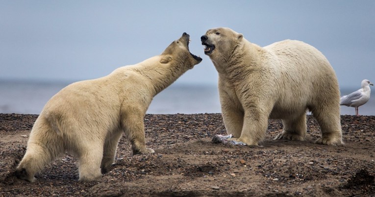 Ove zime će zbog leda biti manje izgladnjelih polarnih medvjeda u ruskim selima