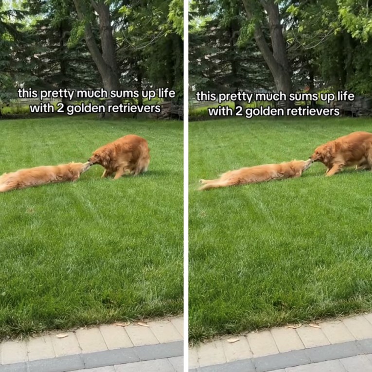 Žena šaljivim videom pokazala kako izgleda njezin život sa zlatnim retriverima