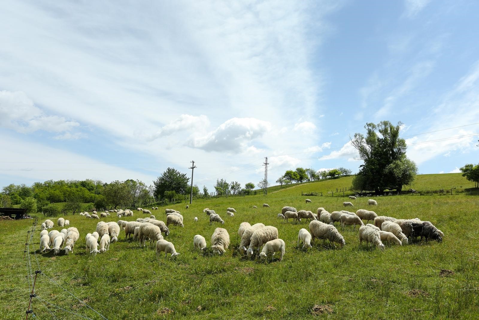 Stočari: Vukova je puno više nego što tvrdi vlada, povećanje odštete nije rješenje