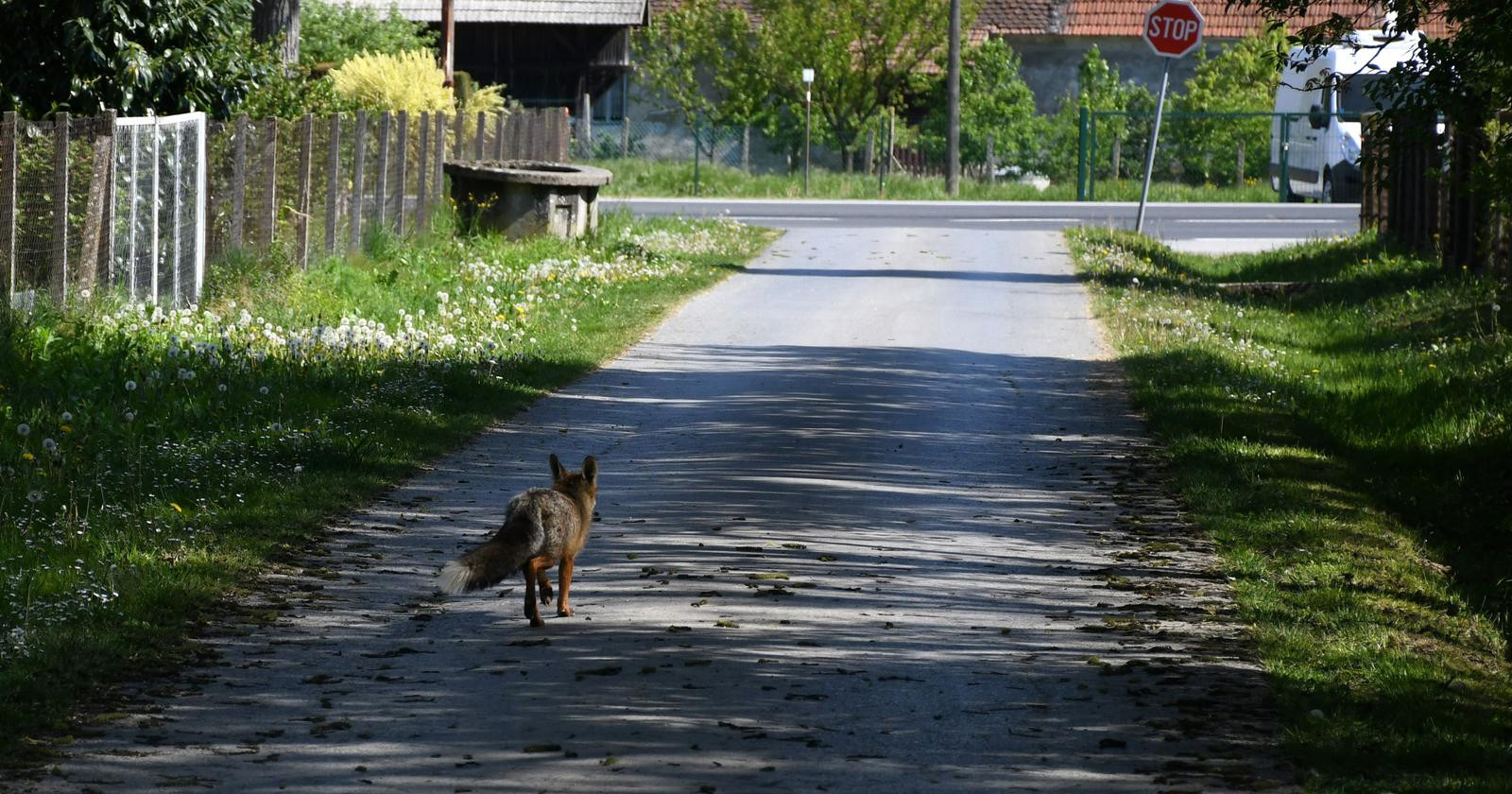 Započelo cijepljenje lisica protiv bjesnoće