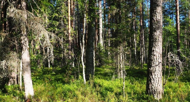 Finske šume važne su za Zemlju kao Amazonija. Kukci ih pustoše zbog promjene klime