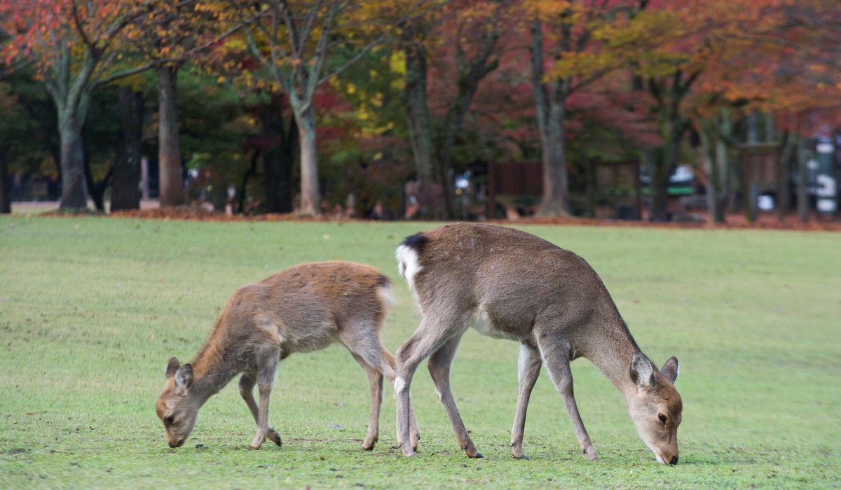 Jeleni u Japanu umiru zbog turista