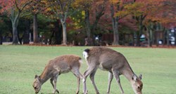 Jeleni u Japanu umiru zbog turista