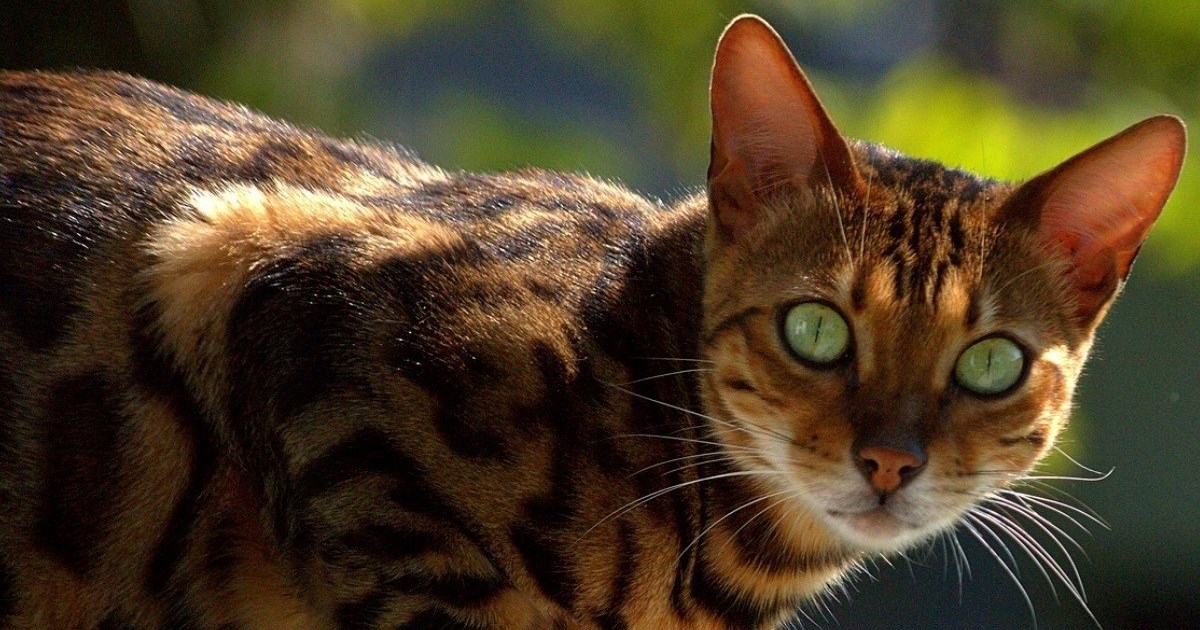 Najaktivnija mačka: Ova pasmina stalno traži igru, penjanje i izazove