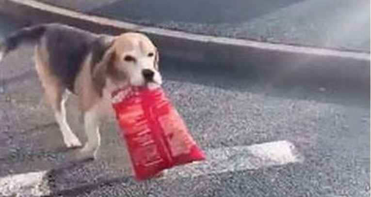 Pas pobjegao od kuće pa se vratio i iznenadio vlasnicu onim što joj je donio
