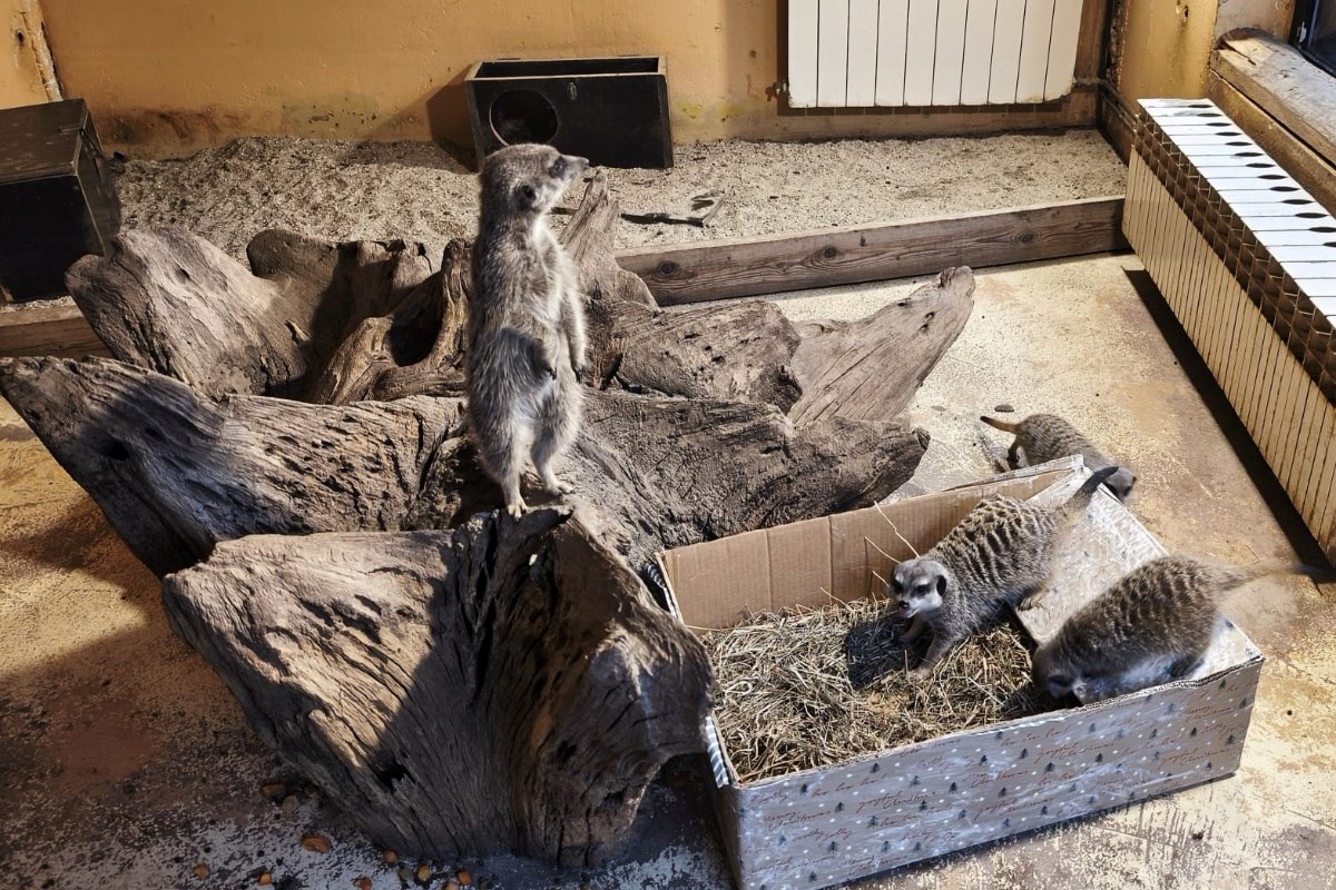 Božićni darovi i u zagrebačkom ZOO-u: Lavice dobile mirise, mungosi delicije