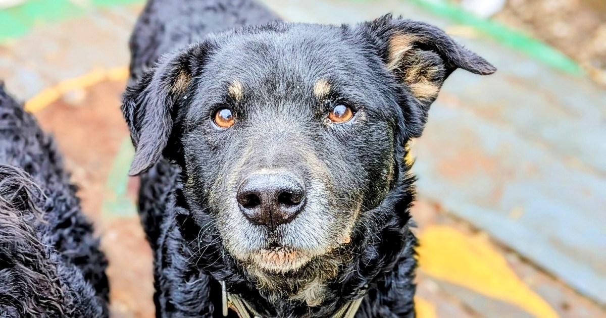 Švrćo ima tri godine i nikada nije imao svoj dom. Pomozimo da se to promijeni