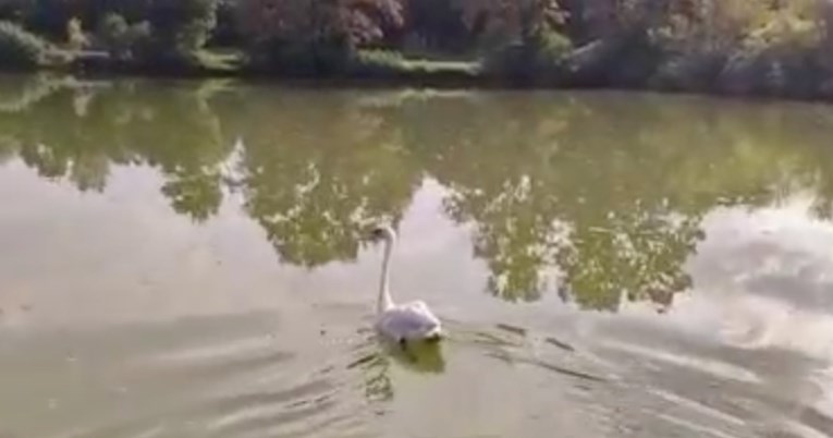 Labud izliječen od trovanja pušten je na jezero u Rugvici