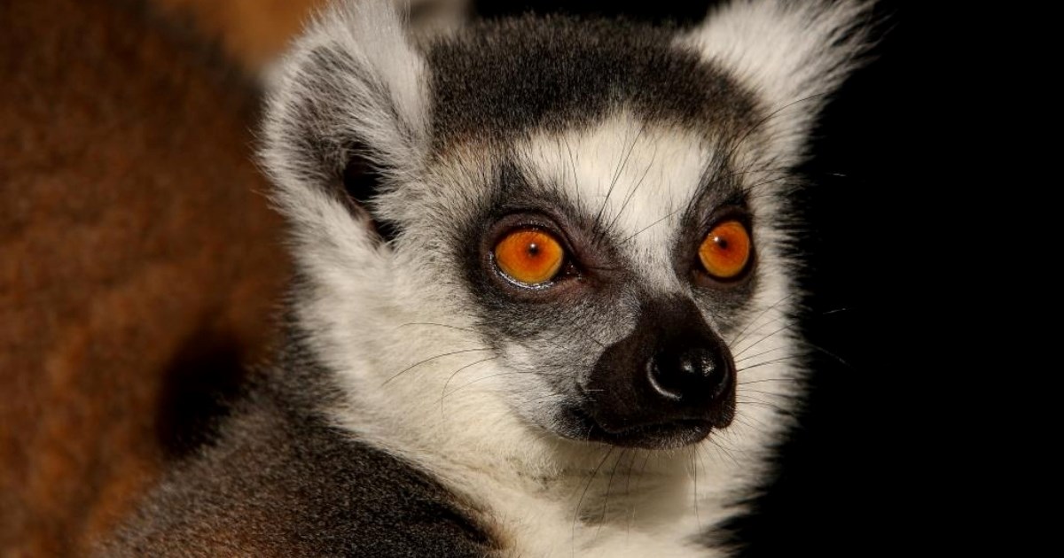 Fašnik u ZOO vrtu: Upoznajte životinje koje nose maske cijele godine