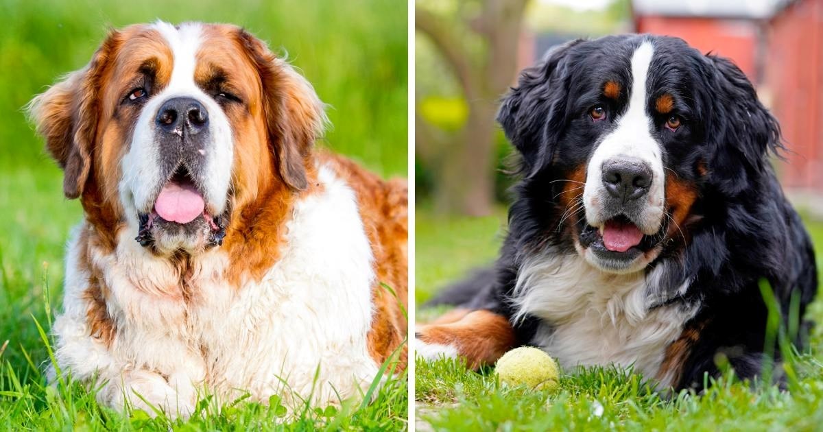 Mnogi ih miješaju: Glavne razlike između bernardinca i bernskog planinskog psa