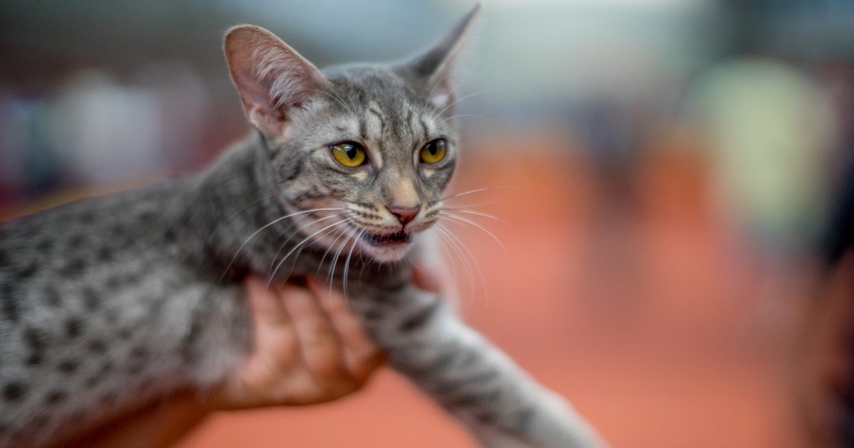 Ocicat: Egzotična mačka pitomog srca i psećeg karaktera