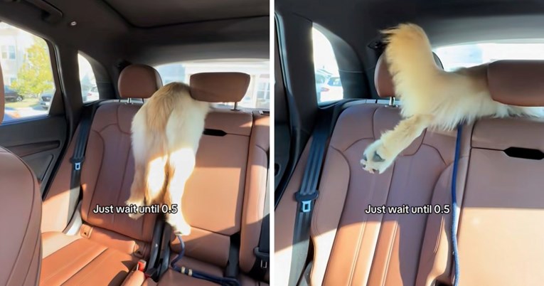 Zlatni retriver zapeo u autu: Urnebesna snimka postala je viralni hit