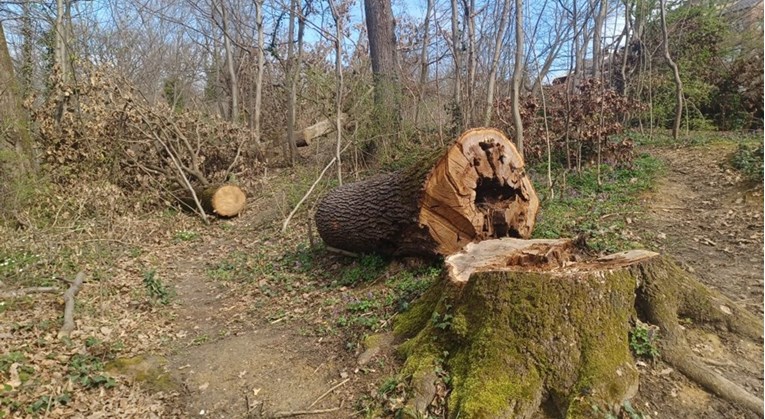 Časne u Zagrebu ilegalno posjekle stabla na klizištu i zakrčile prolaz mještanima
