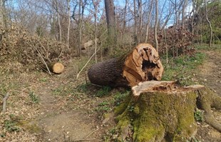 Časne sestre u Zagrebu ilegalno posjekle stabla i zakrčile prolaz mještanima
