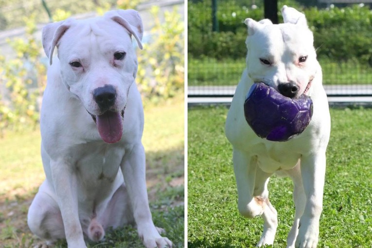 Ne čuje vas, ali osjeća koliko ga volite: Gluhi staford Winston traži novi dom
