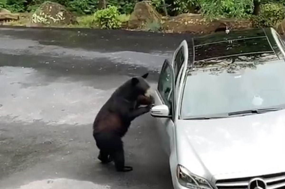 VIDEO Iz kabine uočili medvjeda, šokirali se kad je otvorio vrata Mercedesa...
