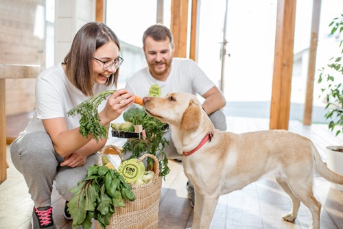 jesu li entlebucher planinski psi dobri s drugim psima