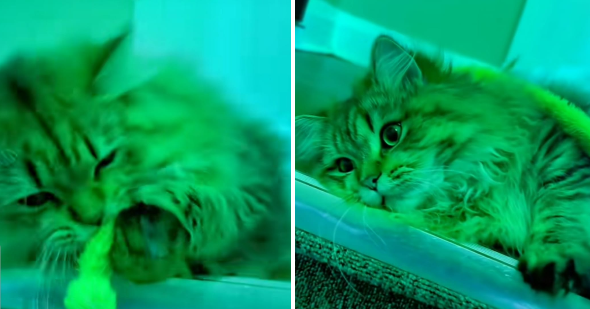 Ovaj filter na TikToku navodno prikazuje kako mačke vide svijet