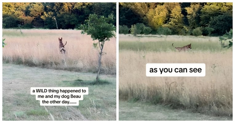 Pas se igrao u visokoj travi, a onda je naletio na nešto neočekivano 