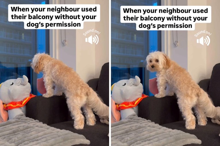 VIDEO Pas ljutito reagirao na susjeda koji koristi balkon bez njegove dozvole