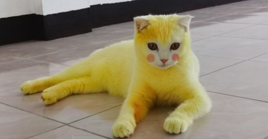 Vlasnica slučajno obojila mačku u žuto pa njen ljubimac sad sve podsjeća na Pikachua