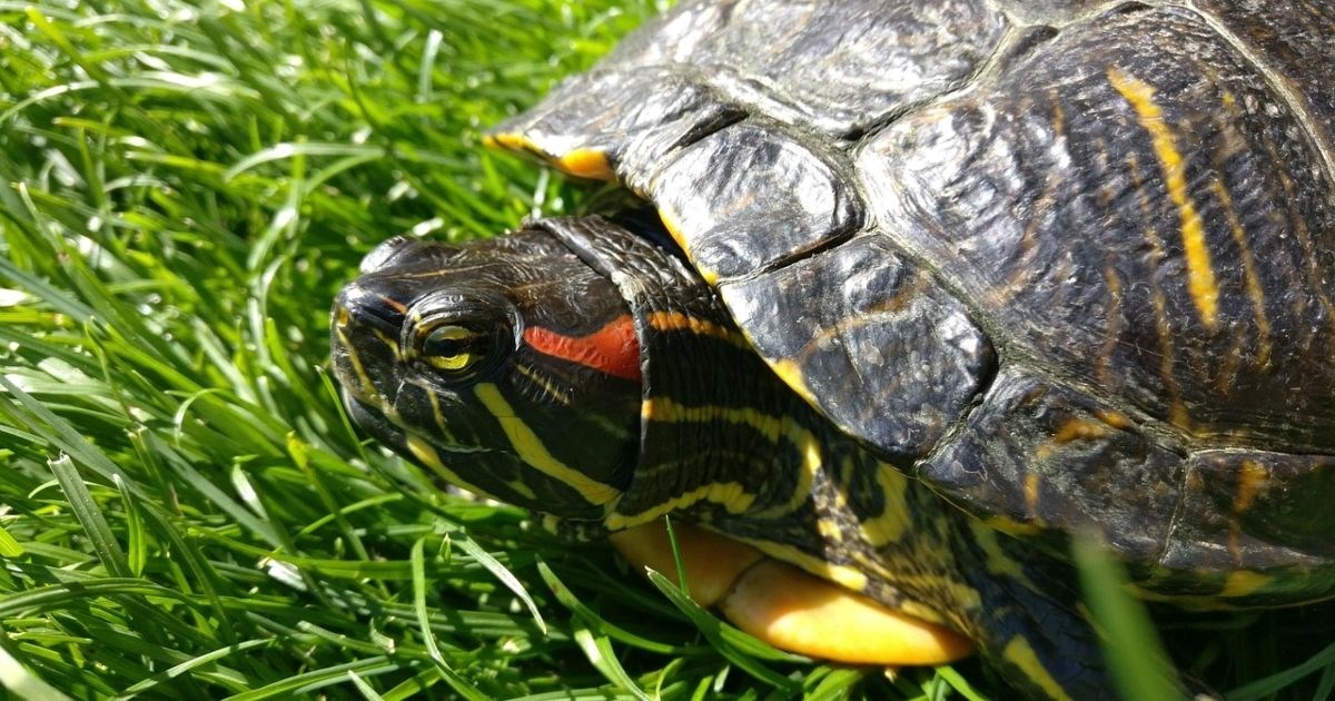 Iz Botaničkog vrta u Zagrebu iseljene su dvije invazivne crvenouhe kornjače