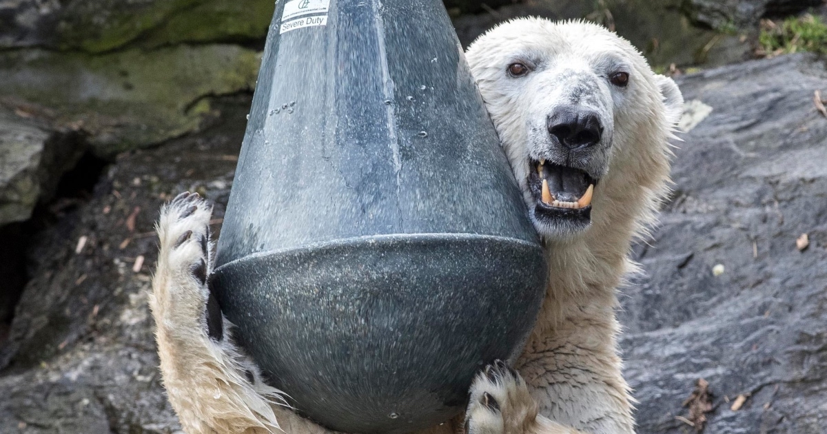 Šok u ZOO-u u Berlinu: Roditelji omiljene medvjedice su brat i sestra