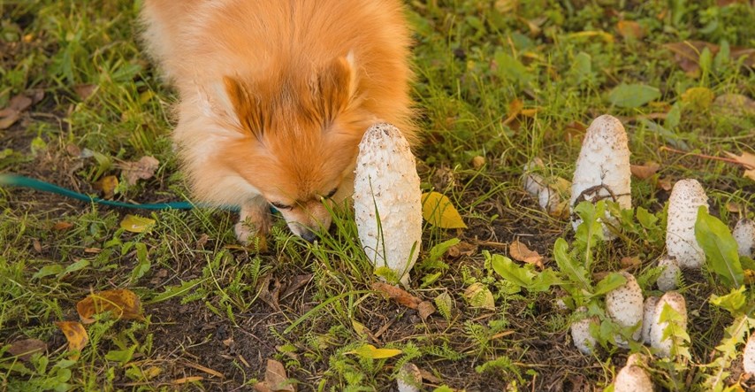 Trovanje gljivama ozbiljan je problem za pse. Veterinarka: Odmah reagirajte