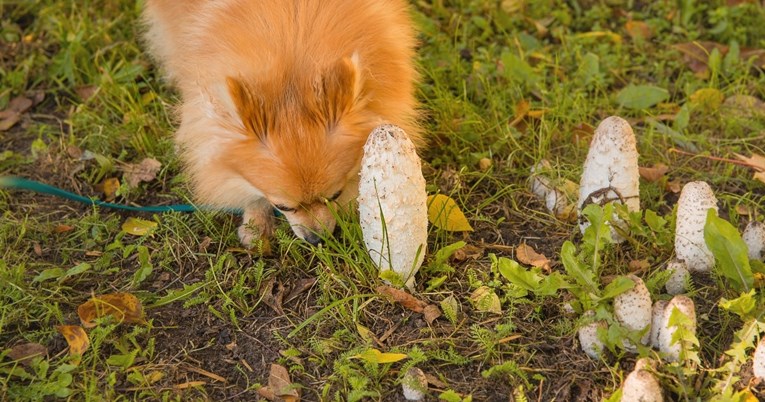 Trovanje gljivama ozbiljan je problem za pse. Veterinarka: Odmah reagirajte