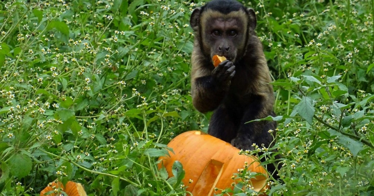 Stanovnici ZOO Zagreba u nedjelju će uživati u jesenskim poslasticama