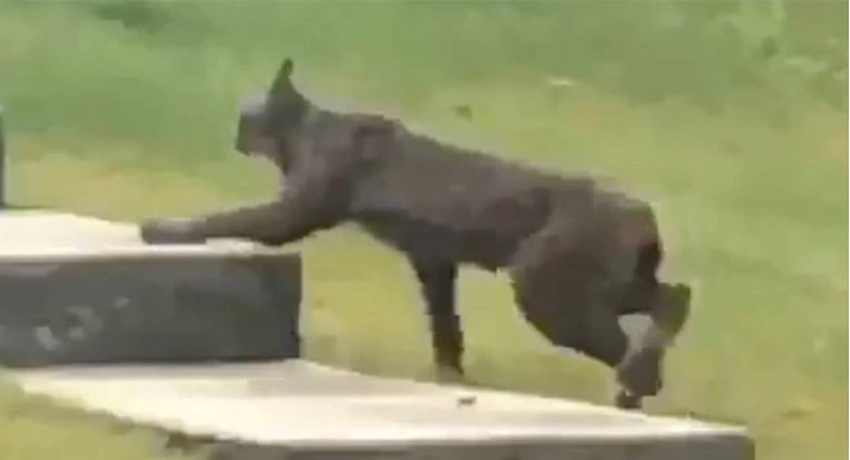 VIDEO Biolog uhvatio rijedak prizor, prvi put snimio crnog kanadskog risa