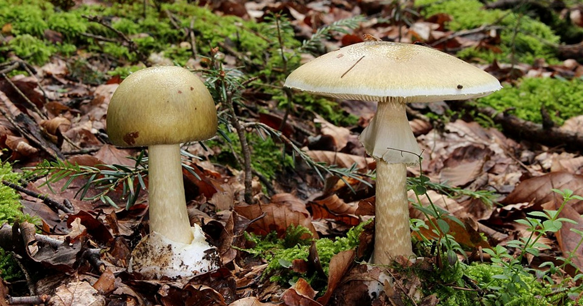 Četiri osobe umrle nakon trovanja gljivama u Kaliforniji. Vlasti izdale upozorenje
