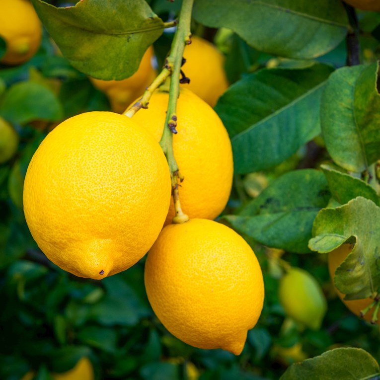 Limun je nastao križanjem dvije voćke - nikada ne bismo pogodili koje