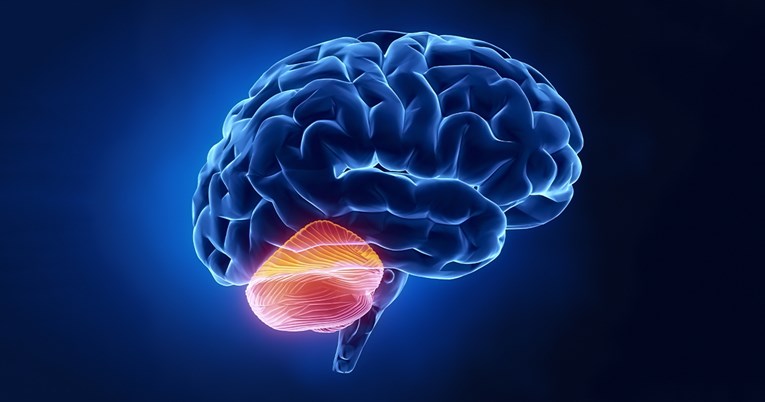 Otkriveno da mali mozak ima funkciju za koju se prije nije znalo