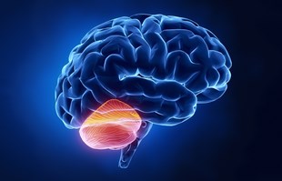 Otkriveno da dio mozga ima funkciju za koju se prije nije znalo
