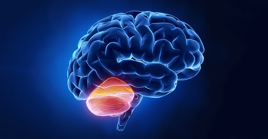 Otkriveno da dio mozga ima funkciju za koju se prije nije znalo