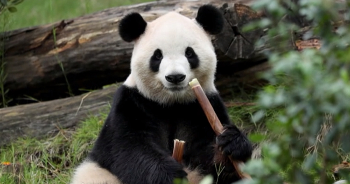 VIDEO Kina poslala dvije pande u američki zoološki vrt