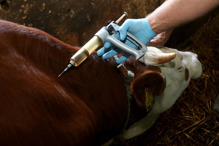 Ministar: Pred veterinarskom strukom su veliki izazovi