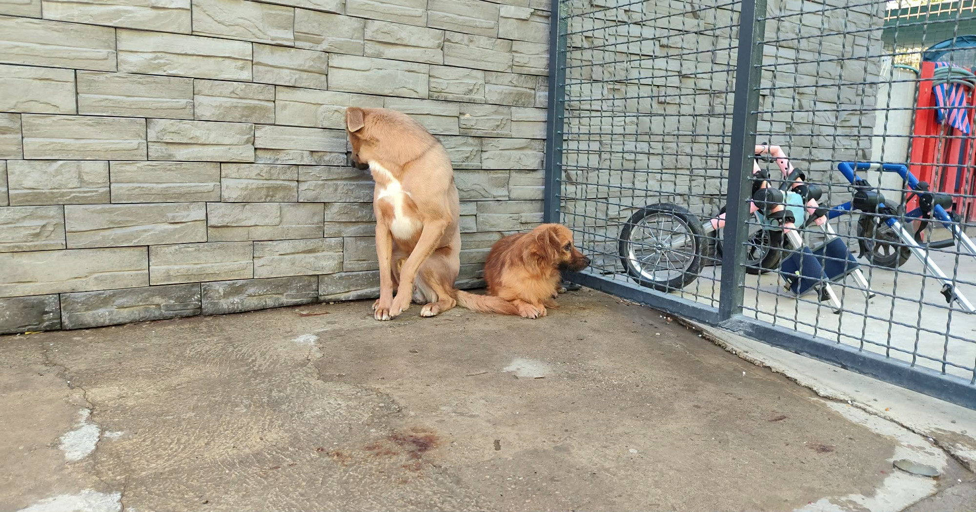 Ice i Ruby spašeni su iz loših uvjeta u Dvoru na Uni pa u azilu. Sad uče vjerovati