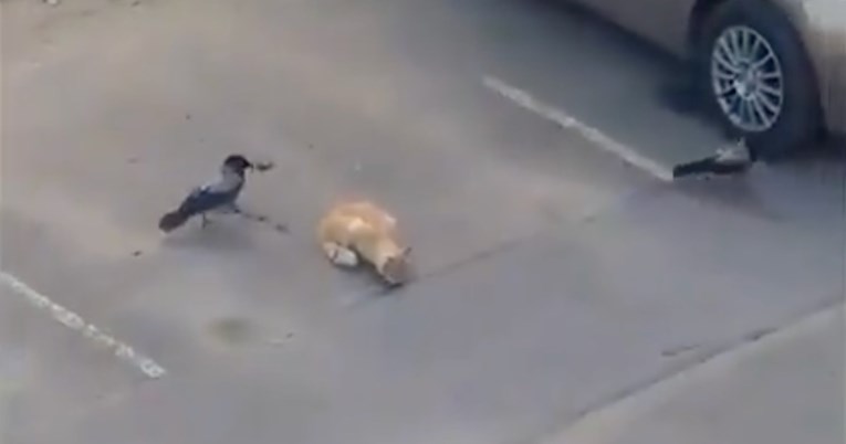 Dvije vrane se ujedinile u zločinu i ukrale mački hranu