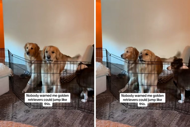 VIDEO Zlatni retriver naučio impresivan trik i iznenadio vlasnicu