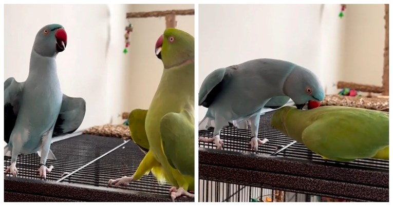 Ove dvije papige napravile su pravu plesnu koreografiju, video je hit