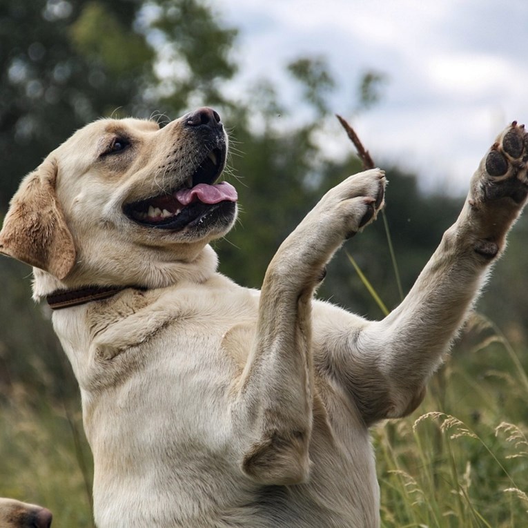 Pas koji će vas pratiti na svakom koraku, ali će znati kad vam treba mir