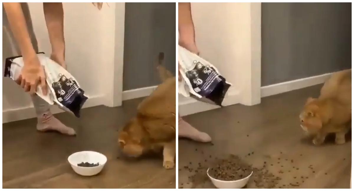 Napali je zbog onoga što je napravila kad je hranila svoju mačku: Ovo nije smiješno