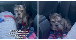 Napušteni pas odbija izaći iz auta nakon izleta, razlog slama srca