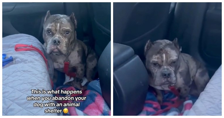 Napušteni pas odbija izaći iz auta nakon izleta, razlog slama srca
