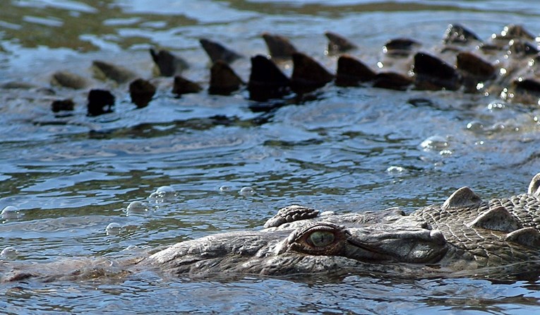 Zbog lockdowna u Kostariki krokodili se s ljudima bore za teritorij