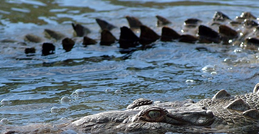 Ohrabreni lockdownom u Kostariki, krokodili ljudima kradu teritorij