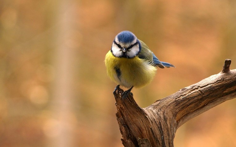Upoznajte sjenice, nježne ptičice koje uveseljavaju hrvatske vrtove, parkove i šume
